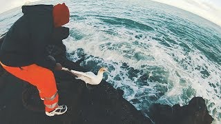 Gannet Bird Caught by Fisherman in Muriwai [upl. by Yelloh]