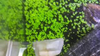 Glossostigma elatinoides as carpet plant seed growth Day 5 to 6 [upl. by Yramesor]