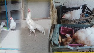 Paper white Pair ki Breed agy  Broody Hen Hatching Eggs 🐣 [upl. by Laemaj]