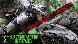 BOA CONSTRICTORS IN THE WILD are we keeping them correctly REPTILE ADVENTURES IN ECUADOR 2019 [upl. by Eeuqram]