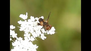 Sluipvlieg Ectophasia crassipennis mannetje [upl. by Leroi]