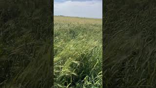 Phalaris paradoxa in wheat near Moree [upl. by Yniattirb]