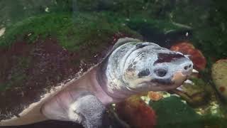 Malaysian giant pond turtle [upl. by Aerdnwahs]