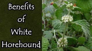 The Benefits of White Horehound [upl. by Lyssa]