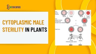 CYTOPLASMIC MALE STERILITY IN PLANTS [upl. by Annaili562]