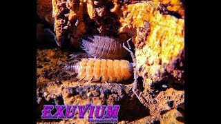 Porcellio silvestrii Silvestri’s Woodlouse Spanish isopod [upl. by Odraboel]