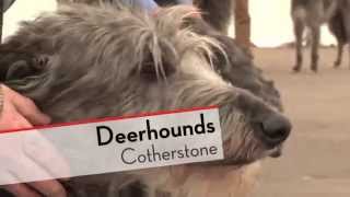 Deerhounds  Bests of Breed [upl. by Nnylekoorb865]