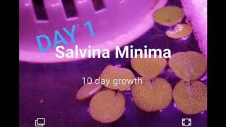 Salvinia Minimas amazing 10 growth rate [upl. by Neeham]