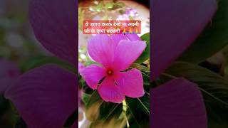 Flower 🌸 flowerplants plants gardening flowers shortsvideo [upl. by Cavil]