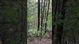 Chickasaw National Recreation Area  Travertine Creek Trail foresthikes rocks moss trees [upl. by Adihahs]