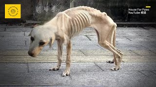 Abandoned Labrador Deprived of Food for a Long Time Emaciated and SkinandBones [upl. by Atsahs]