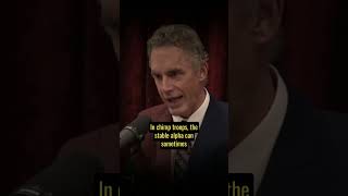 Joe Rogan amp Jordan Peterson Discuss Power Dynamics In Society [upl. by Ledoux]