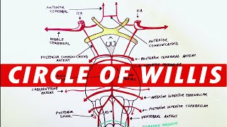 Anatomy  Blood supply to the brain Circle of Willis [upl. by Drexler852]