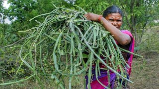 Adamant Creeper Chutney Recipe  Pirandai Thuvaiyal recipe  Pirandai Chutney  Side dish Recipes [upl. by Saturday]