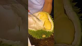 Amazing Cutting and Peeling Durian the Tropical Monarch  P7 durian jackfruit cuttingskills [upl. by Ahsenaj]