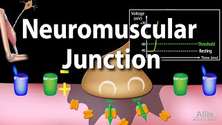 Neuromuscular Junction Animation [upl. by Sivaj]