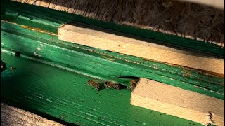 Winterproofing Beehives  How we overwinter our bees [upl. by Otter]