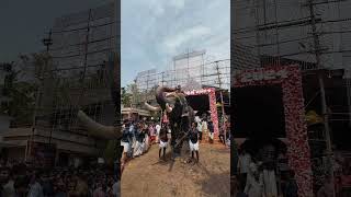 🥰Erattupetta Ayyappan elephantvideo ആനച്ചന്തം [upl. by Bertasi414]