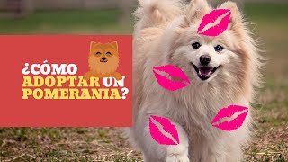 🐶 ¿Cómo ADOPTAR un POMERANIA [upl. by Aivata]