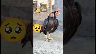 roster voice murga ki awaaz 🙄🐓 [upl. by Adele]