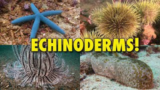 The Spiny World of Echinoderms  JONATHAN BIRDS BLUE WORLD [upl. by Zaslow]