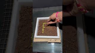 Mung beans timelaps plants grow tiktok seeds reels timelapse [upl. by Paapanen]