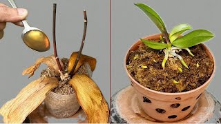 Sprinkle 1 spoon on dead orchid roots Suddenly revived and blooms all year round [upl. by Notsew123]