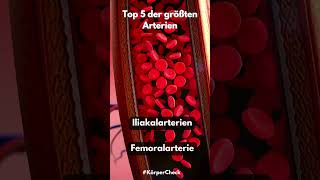 Top 5 der größten Arterien youtubeshorts top5 arterien körper fakten [upl. by Griz]