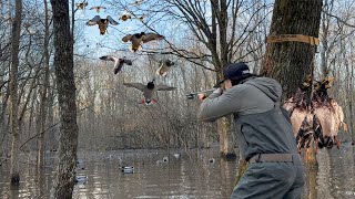 ARKANSAS FLOODED TIMBER DUCK HUNT MALLARDS POURING IN THE TREES QUICK LIMITS [upl. by Ginevra]