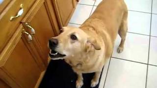 Dog Barking Loud Nonstop Video makes your dog go nuts [upl. by Annazus]