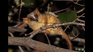 GoldenBrown Mouse Lemur [upl. by Yahsram]