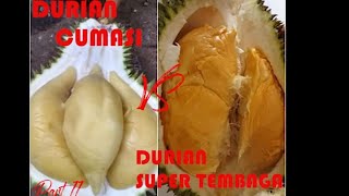 DURIAN CUMASI VS DURIAN SUPER TEMBAGA BANGKA Part II [upl. by Egidius]