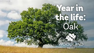 A year in the life of an oak tree  Woodland Trust [upl. by Aldridge]