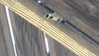 Mud Dauber Wasp building nest [upl. by Aisatan]