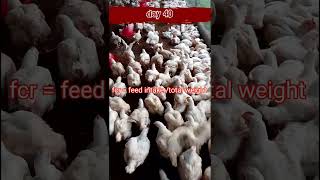 day 40 chiken farming daybyday poultry myfarminglifeandme [upl. by Atteloj321]