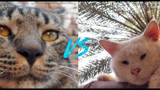 quotKaalu vs Nova Clash on the Roofquot cat CatoverseTV [upl. by Stoat]