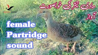 female teetar sound  Madi teetar ki awaz  Grey female francoline sound francolinsound pets bird [upl. by Akeihsal]