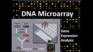 DNA Microarray  Gene Expression Analysis [upl. by Ransom]