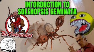 Solenopsis Geminata Tropical Fire Ants Colony Introduction [upl. by Corrinne]