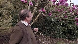 Magnolia Lanarth NZ  Caerhays [upl. by Aivatnwahs]