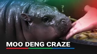 Moo Deng mania Thai hippos viral fame boosts local business [upl. by Anirres]