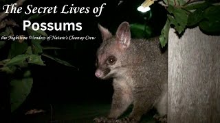 The Secret Lives of Possums possums [upl. by Refiffej]