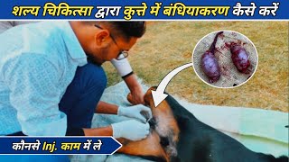 शल्य चिकित्सा द्वारा कुत्ते में Castration कैसे करे dog animals [upl. by Noid]