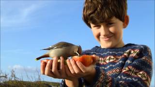 Henry amp the Waxwings  Fair Isle Shetland [upl. by Griz]