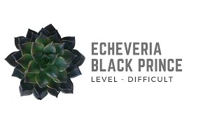 ECHEVERIA BLACK PRINCE [upl. by Nawyt809]