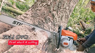 Legendary Chainsaw  STIHL 070 Vs Huge Trembesi tree [upl. by Ulund]