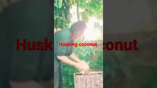 coconut husking in Miami coconut [upl. by Katzman]