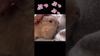 【うさぎの鳴き声】安心してるときのウサギさんの鳴き声が可愛い過ぎた🐰🍀❤️うさぎbunny [upl. by Othilie]