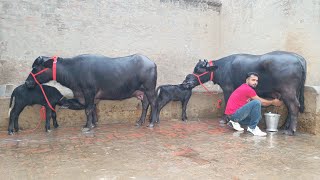 3 Buffaloes For Sale 3 ਮੱਝਾਂ ਵਿਕਾਊ [upl. by Rabassa]