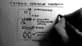 Thyroid Hormone 2  Feedback [upl. by Ttcos]